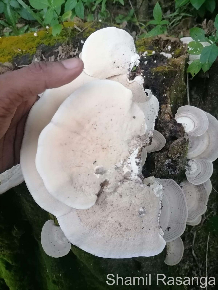 Trametes lactinea Berk. (1843)